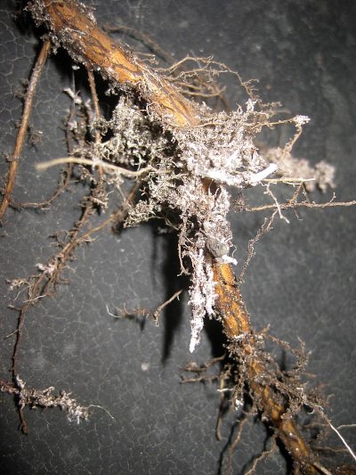Mycorrhizae on roots of European Oak seedling in Germany; image courtesy of Wilhelm Zimmerling and Wikimedia Commons