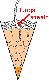 cross section of root showing ectomycorrhiza, a kind of mycorrhiza