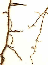pine roots with and without mycorrhiza