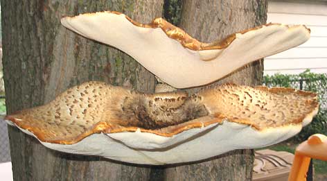 Polyporus squamosus