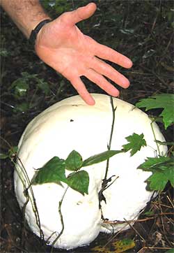 Giant Puffball, Calvatia gigantea, in central Kentucky, image by Christie Dunn of Oregon