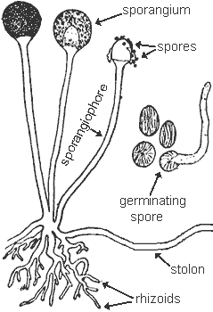 drawing of bread mold fungus, Rhizopus stolonifer