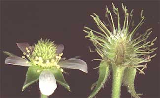 Avens, Geum canadense flower