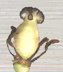 May-apple, Podophyllum peltatum fruit