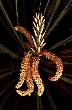 Catkins of male flowers on the Loblolly Pine, Pinus taeda