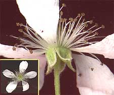 Blackberry flower, genus Rubus