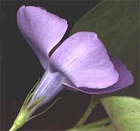 Periwinkle, Vinca major