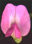 zygomorphic flower of Vetch, Vicia angustifolia