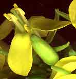 Bok Chow flower showing 4 long, 2 short stamens