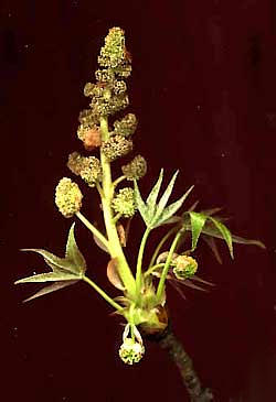 Sweetgum, LIQUIDAMBAR STYRACIFLUA, flower heads and expanding leaves