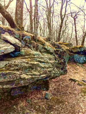 Outcrop of the Ashe Metamorphic Suite at Elk Knob State Park in North Carolina; image courtesy of Evan McCarthy, via Wikimedia Commons