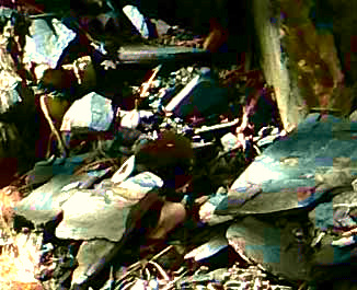 slate, occurring in California's Sierra Nevada foothills east of Sacramento