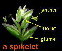 Annual Bluegrass flowers showing parts of the spikelet