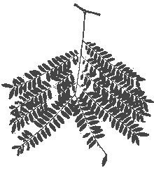 Honey Locust Leaves