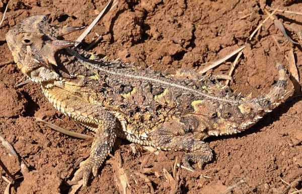 Texas Horned Lizard, Phrynosoma cornutum; photo by Willaim L. Farr in Texas