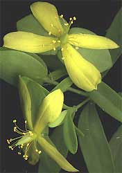 St. Andrew's Cross, Hypericum hypericoides