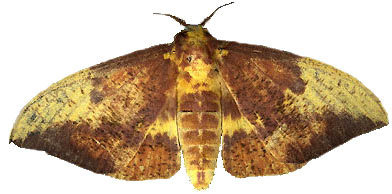 Imperial Moth, family Saturniidae, Eacles imperialis