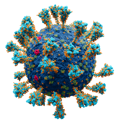 Model of SARS-CoV-2 virus, each 'ball' an atom; image courtesy of Alexey Solodovnikov, via Wikimedia Commons