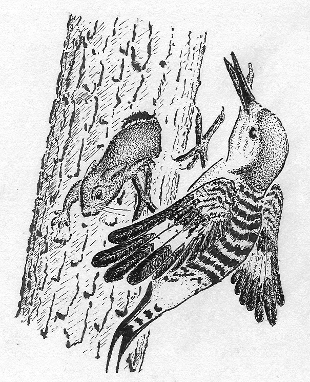 woodpecker meets flying squirrel
