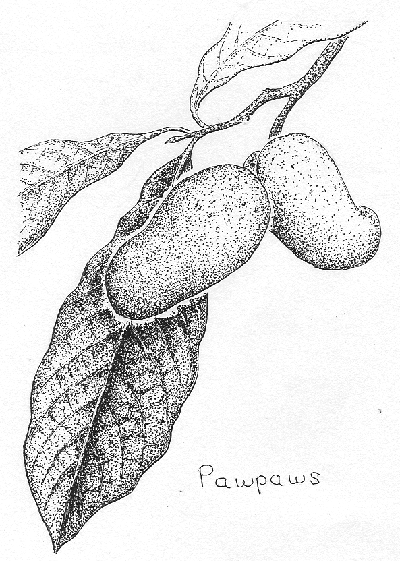 Pawpaws