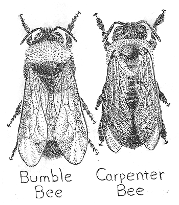 Carpenter Bee and Bumble Bee