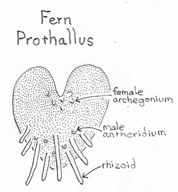 fern prothallus