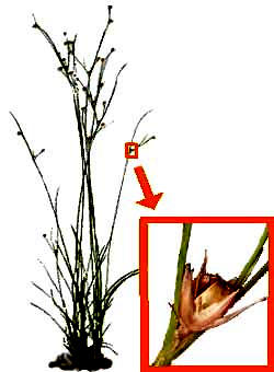 Rush, genus Juncus 