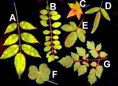 leaf configurations