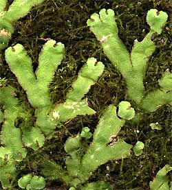 Liverwort