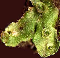 gemmae on thallose liverwort