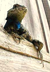 Southern Fence Lizard, SCELOPORUS UNDULATUS
