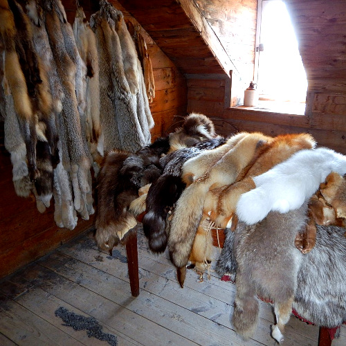 Beaver, fox, marten, wolf and other furs were stored at Hudson Bay Company forts before shipping to London - 1700s and 1800s; image courtesy Pat G Redhead via Wikimedia Commons