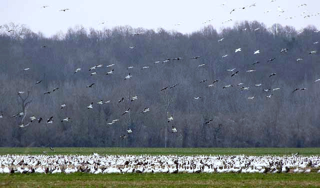 Snow Geese in the Mississippi Delta Region; photo by Sledge Taylor of Como, Mississippi