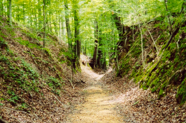 'Sunken' section of historic Natchez Trace 'caused by thousands of travelers walking over easily eroded loess soil,'  ; image courtesy of Jan Kronsell