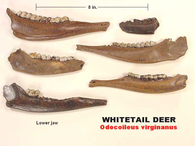 white-tailed deer fossil