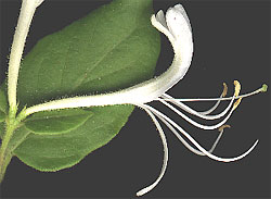 Honeysuckle flower, Lonicera japonica