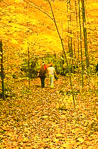 golden leaf-walk