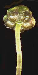 liverwort sporotphyte or capsule