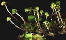 female receptacles on thallose liverwort