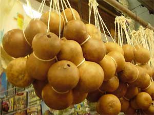 Large gourds for holding water