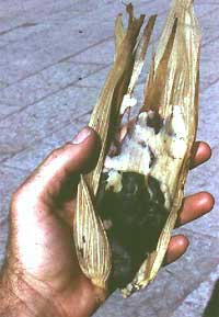bean tamale in cornshuck bought in downtown Oaxaca, Oaxaca