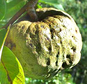 Anona, Cherimoya