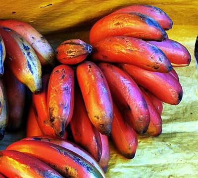 Four kinds of mercado banana