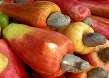 Cashew fruits, photo by Ron Kiser of Mississippi