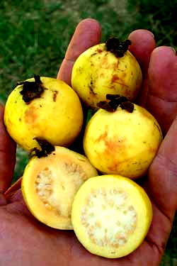 Guayabas, guavas