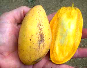 Manila Mango