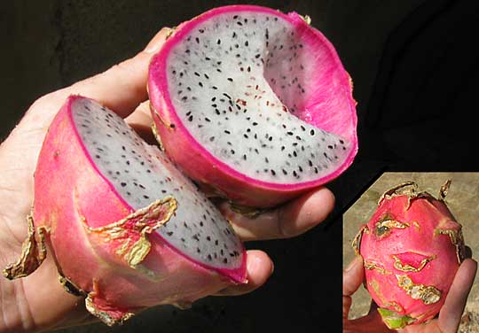 Dragon Fruit, Strawberry Pear, or Pitaya, Hylocereus