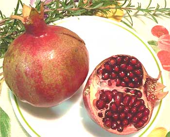 Pomegranate, or Granandas, Punica granatum, image by Diana Adams of California