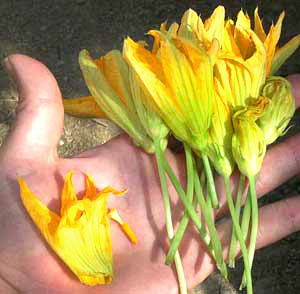 squash flowers for eating