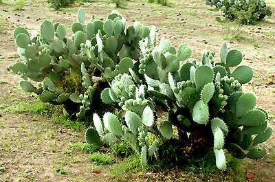 Tuna cactus plantation in rural Mexico State